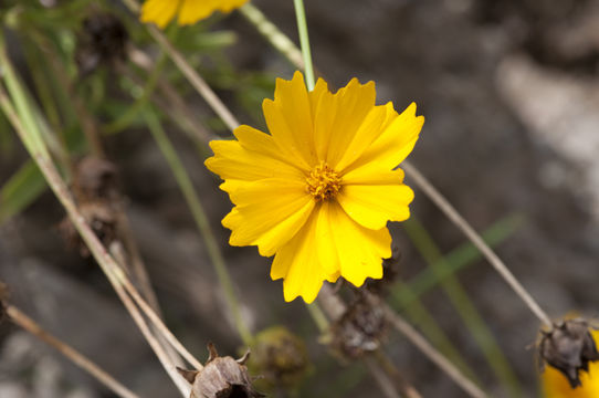 Image of largeflower tickseed