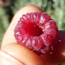 Imagem de Rubus idaeus L.