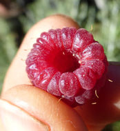 Image of Raspberry