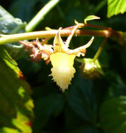 Imagem de Rubus idaeus L.