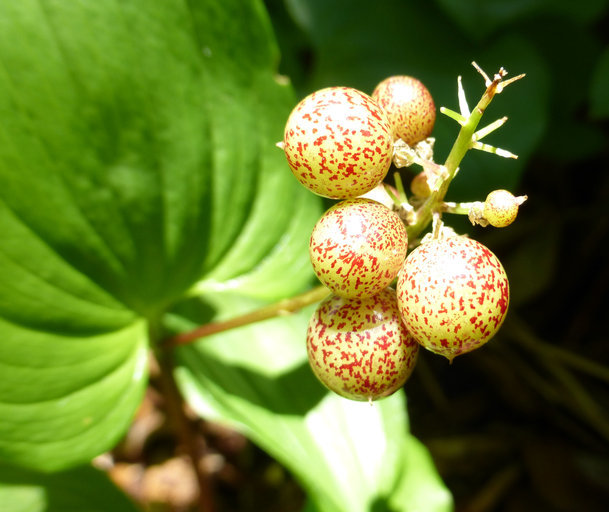 Image of false lily of the valley