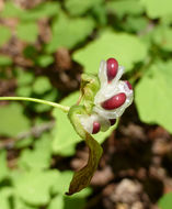 Image of White inside-out-flower