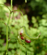 Image of White inside-out-flower