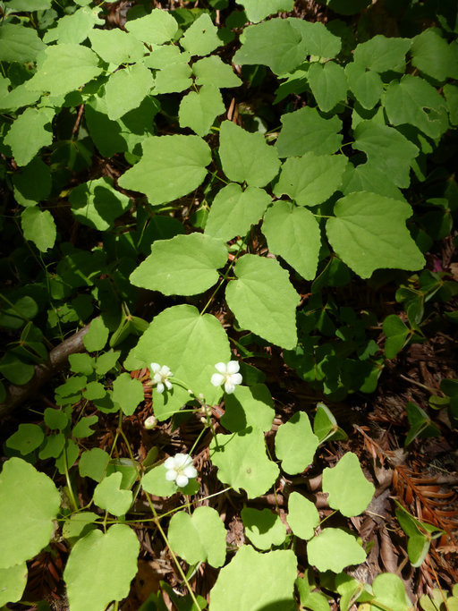 Image of White inside-out-flower