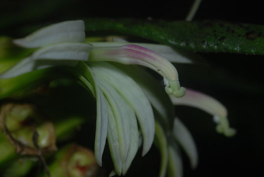 Clermontia hawaiiensis (Hillebr.) Rock resmi