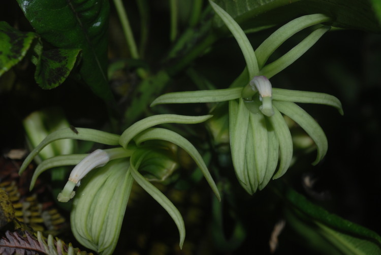 Слика од Clermontia hawaiiensis (Hillebr.) Rock