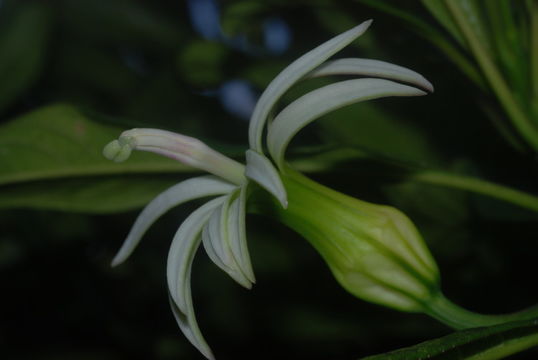 Слика од Clermontia hawaiiensis (Hillebr.) Rock