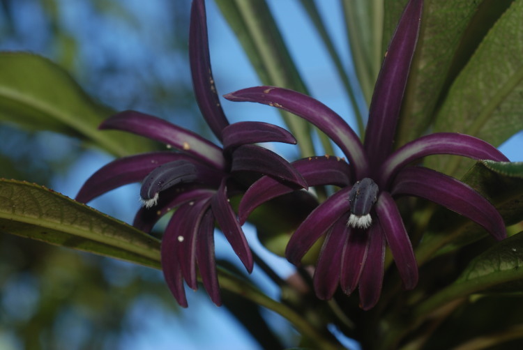 Image of Mauna Loa clermontia