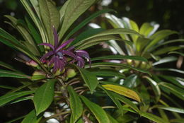 Image of Mauna Loa clermontia