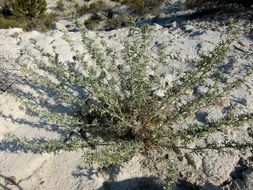 Image of tall spiny milkvetch