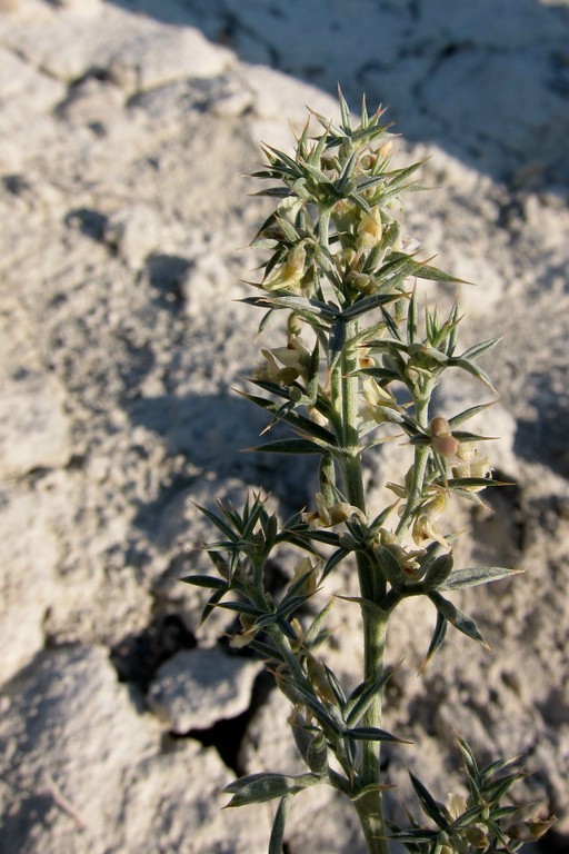 Image of tall spiny milkvetch