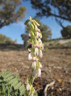 Image of Nevada milkvetch