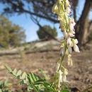 Image de Astragalus bisulcatus var. nevadensis (M. E. Jones) Barneby