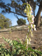 Image de Astragalus bisulcatus var. nevadensis (M. E. Jones) Barneby