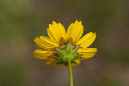 Image of lanceleaf tickseed