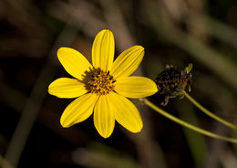 Image of tall tickseed