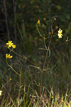 Image de Coreopsis tripteris L.