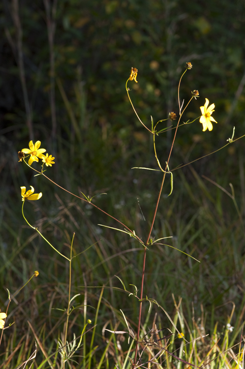 Image of tall tickseed