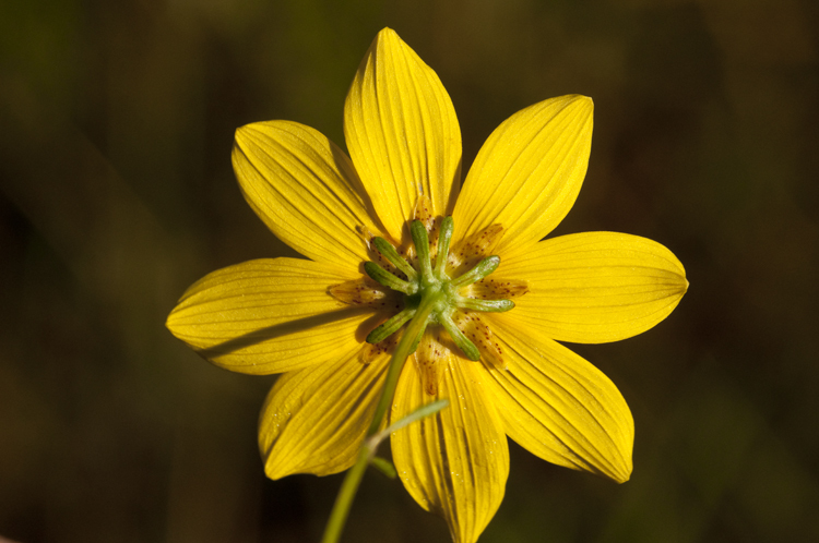 Image of tall tickseed