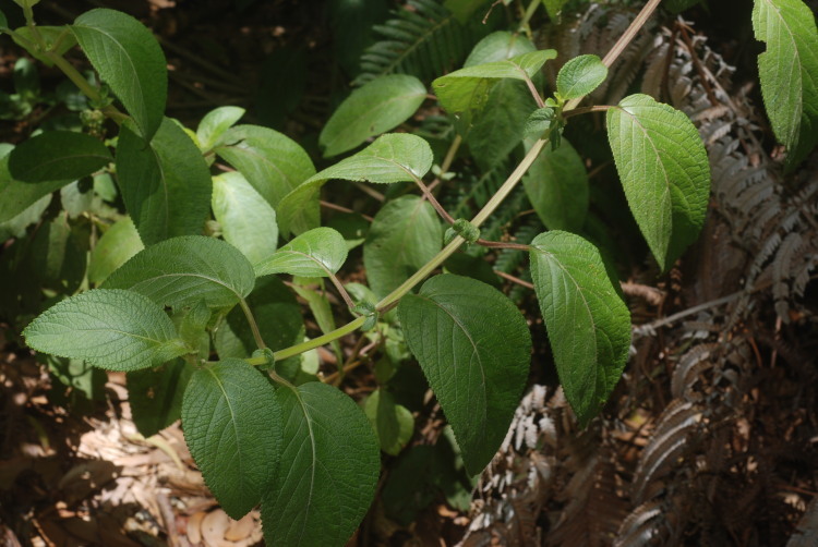 Imagem de Phyllostegia ambigua (A. Gray) Hillebr.