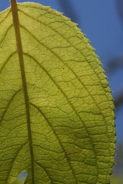 Image of mountain phyllostegia