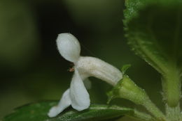 Imagem de Phyllostegia ambigua (A. Gray) Hillebr.