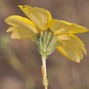 Image of Kern tarweed