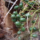 Image of <i>Pritchardia limahuliensis</i>