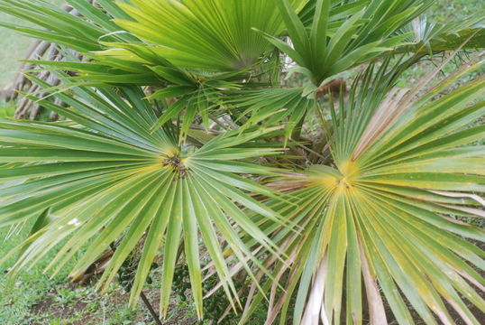 Pritchardia napaliensis H. St. John resmi