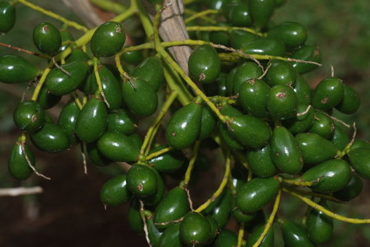 Image of Limahuli Valley Lo'ulu