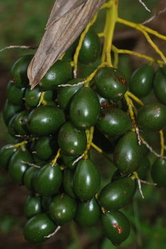 Pritchardia napaliensis H. St. John的圖片