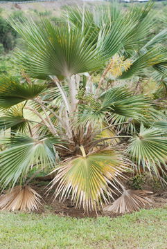 Image of Limahuli Valley Lo'ulu