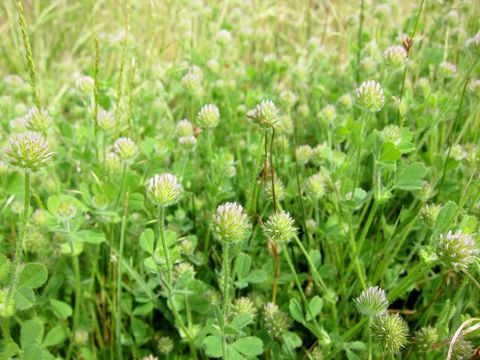 Image of smallhead clover