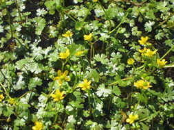 Image of Gmelin's buttercup