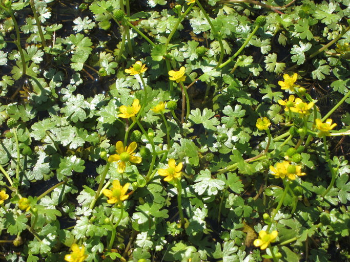 Image of Gmelin's buttercup