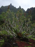 Image de Lobelia niihauensis H. St. John