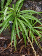 Image de Lobelia niihauensis H. St. John