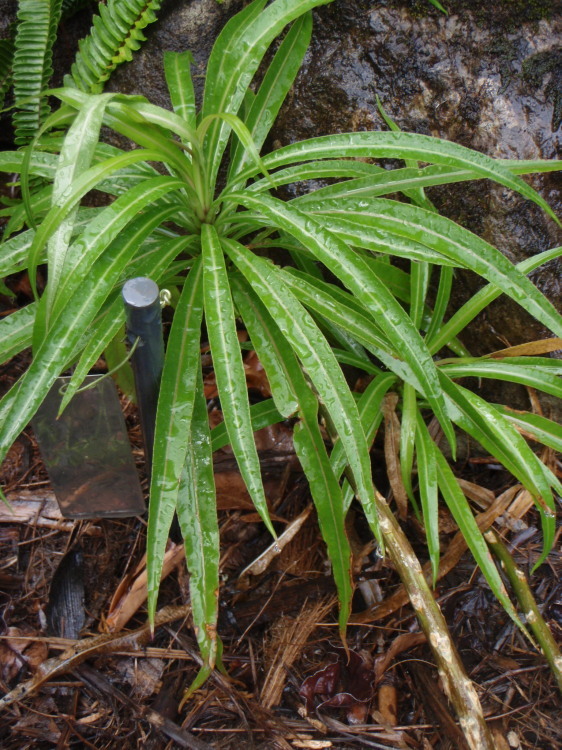 Image de Lobelia niihauensis H. St. John