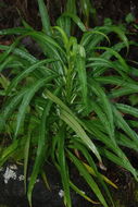 Image de Lobelia niihauensis H. St. John