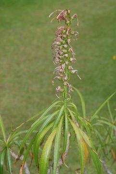 Lobelia niihauensis H. St. John resmi