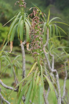 Image of Niihau lobelia