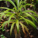 Imagem de Lobelia hypoleuca Hillebr.