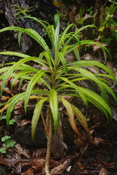 صورة Lobelia hypoleuca Hillebr.