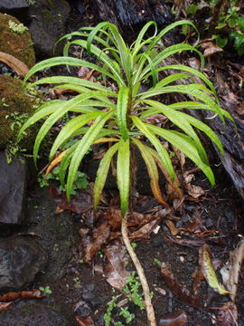 Image de Lobelia hypoleuca Hillebr.