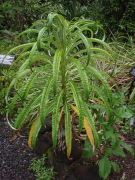 Image de Lobelia hypoleuca Hillebr.