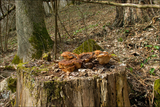 Слика од Gloeophyllum odoratum (Wulfen) Imazeki 1943