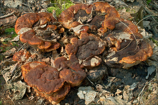 Слика од Gloeophyllum odoratum (Wulfen) Imazeki 1943