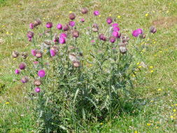 Image of Musk Thistle