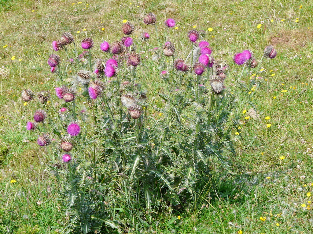 Image de Chardon penché