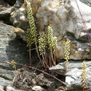 Imagem de Umbilicus rupestris (Salisb.) Dandy